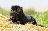 DOGUE DU TIBET 041